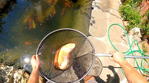 Catching all my fish when I had a leak in my pond #koipond