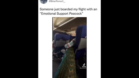 Emotional Support Peacock.