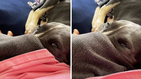 Puppy Adorably Sticks Her Face Inside Owner's Pocket