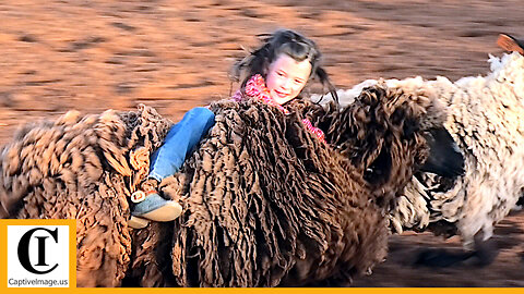 Mutton Bustin' - 2023 Wellington Pro Rodeo | Thursday