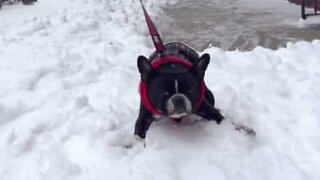 Fransk bulldog hater å gå på tur i snøen