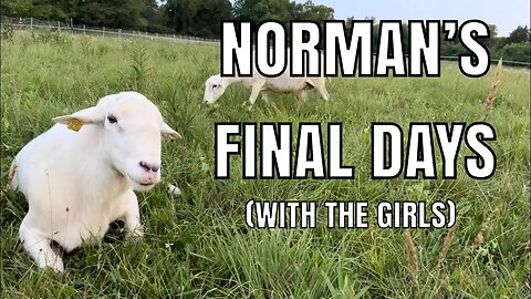 Pasture Rotation #2 Continues, it seems we dodged a bullet, and Norman’s final days with the girls