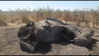 Elephant poaching has increased in the Kruger National Park: SANParks (TVe)