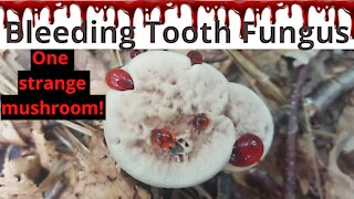Bleeding Tooth Fungus, one strange mushroom that appears to ooze blood.