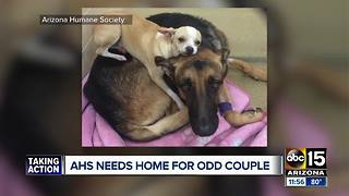 "Odd couple" at Arizona Humane Society looking for a forever home