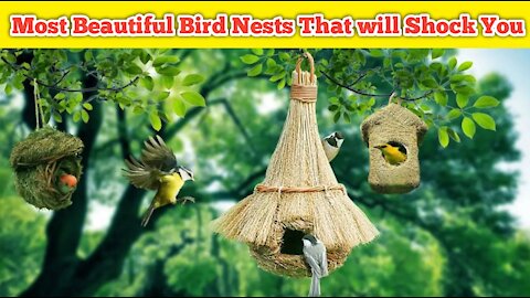 Most Beautiful Bird Nests That will Shock You