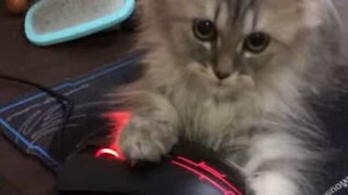 Ridiculously cute kitten won't let go of PC mouse