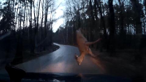 DASHCAM: My Car Hit a Deer