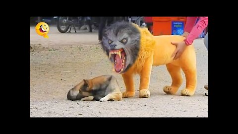 Troll Prank Dog vs fake Lion Funny