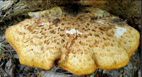 เห็ดปีกเหยี่ยว Hawks wing mushroom, Dryad's saddle