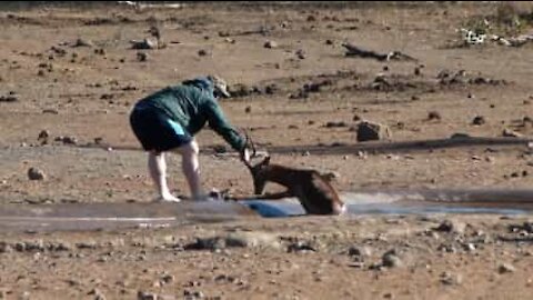 Un'impala intrappolato nel fango salvato da un uomo