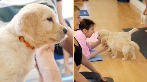 Yoga with Labrador Retrievers Puppies - London