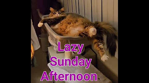 Another Lazy Sunday Afternoon (Featuring Petunia The Norwegian Forest Cat)