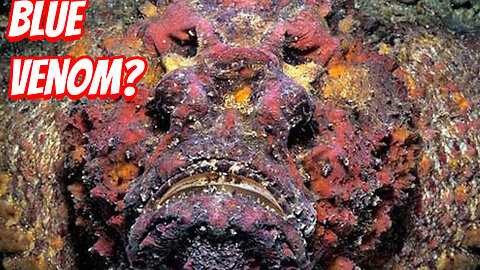 How Deadly is the Stonefish