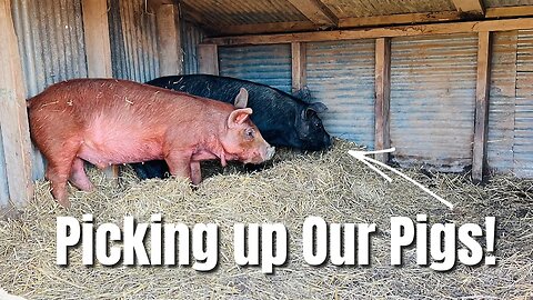Picking Up Our Pigs | Black/Red Wattle Cross #pigs