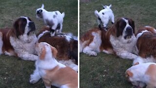 Orphan lamb jumps all over doggy best friends
