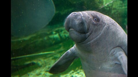 Rare Huge "Manatee" Enjoying His / Her Time