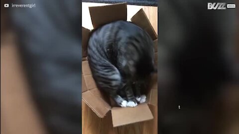 Gato tenta dormir em caixa demasiado pequena