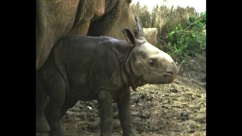 Newborn Rhinoceros