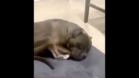 This Good Boy Snores Like a Cartoon Character