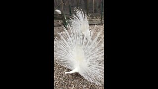 Beatiful peacock