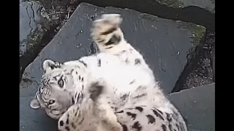 Adorable Snow Leapard Dancing Infront of CCTV