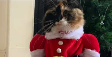 Cat destroys Christmas tree just for fun
