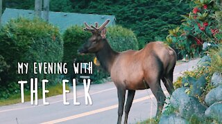 My Evening with the Elk