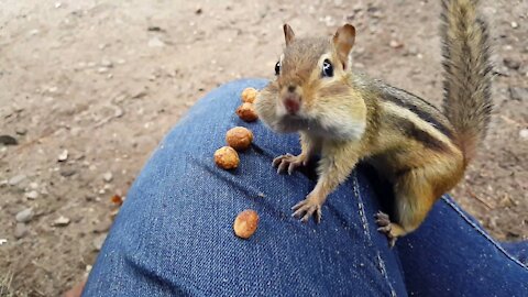 Chipmunk eats peanuts up close