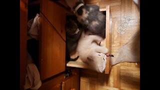 Kitties in the drawer