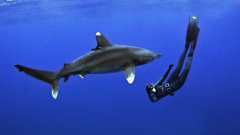 Woman Fearlessly Dives With White Tip Shark