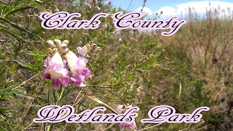 Clark County Wetlands Park