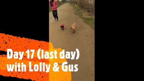 Happy Doggy Sitting Lolly & Gus Day 17 (last day)