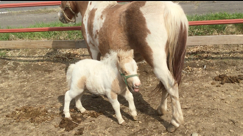 New born Baby Ponny Drinking Milk! Super cute!
