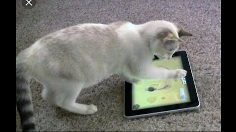 cats playing with Ipad funny video.