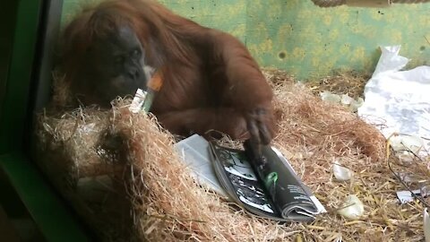 Orang-Utan Reading a Magazine