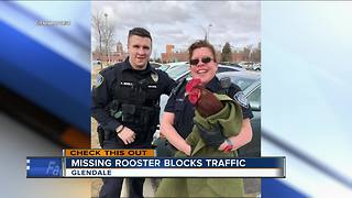 Stray rooster found in Glendale, police seeking owner