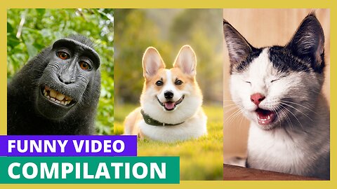Funny Pet Animals Compilation | Try Not To Laugh