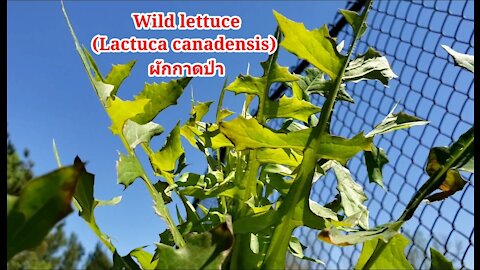 วิธีดูเปรียบเทียบผักกาดป่า ผักหูแมว ผักฟันสิงโต How to identify lettuce, catsear, dandelion