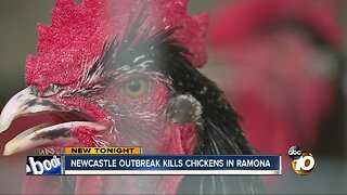 Newcastle disease hits Ramona, killing chickens