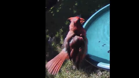 World's most BAD ASS CARDINAL says what ?