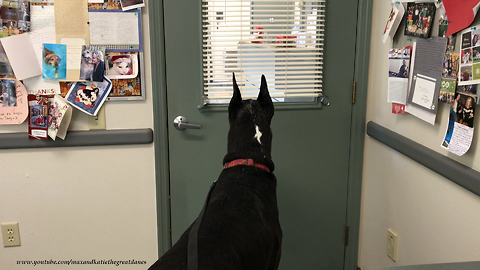 Great Dane Goes to Visit Oncologist Vet for Osteosarcoma