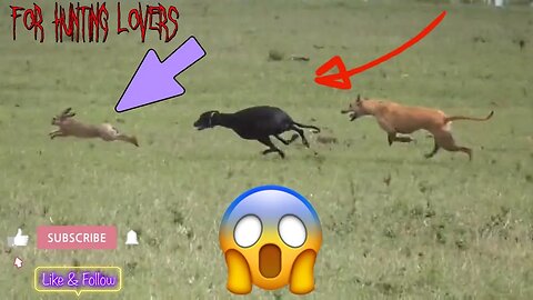 Fastest Greyhounds Vs high speed Hare | Los galgos más rápidos contra el conejo de alta velocidad