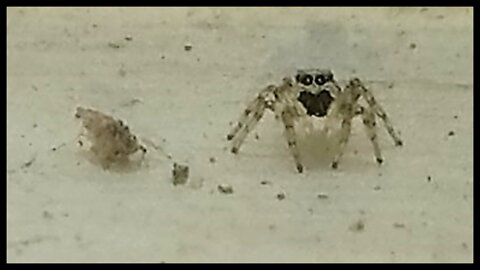 A Jumping Spider for a Pet? George the Jumping Spider