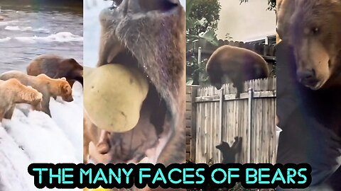 The Many Faces of Bears