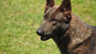 'Guardian Angels' helping veterans and first responders with highly skilled service dogs