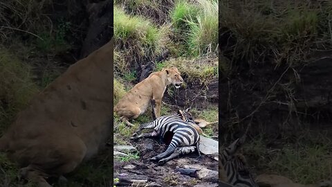 Unique Playground For Lion Cubs #shorts | #ShortsAfrica