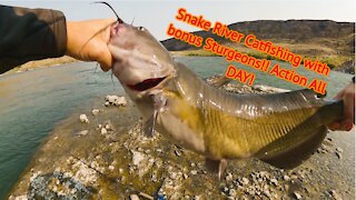 Snake River Catfishing with bonus Sturgeons!! Action All DAY!