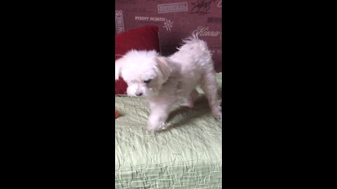 dog plays with itself