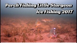 Perch Fishing Little Sturgeon